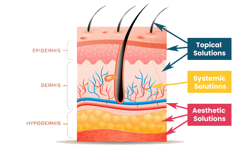 Epidermis layers